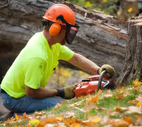 tree services Shreve